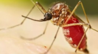 “Combatting the Global Threat: Addressing the Spread of Mosquito-Borne Diseases in the Face of Climate Change” “Combatting the Global Threat: Addressing the Spread of Mosquito-Borne Diseases in the Face of Climate Change”