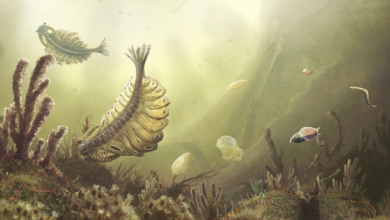 “Unveiling the Role of Oceanic Oxygenation in the Cambrian Explosion: New Insights from Chinese Research” “Unveiling the Role of Oceanic Oxygenation in the Cambrian Explosion: New Insights from Chinese Research”